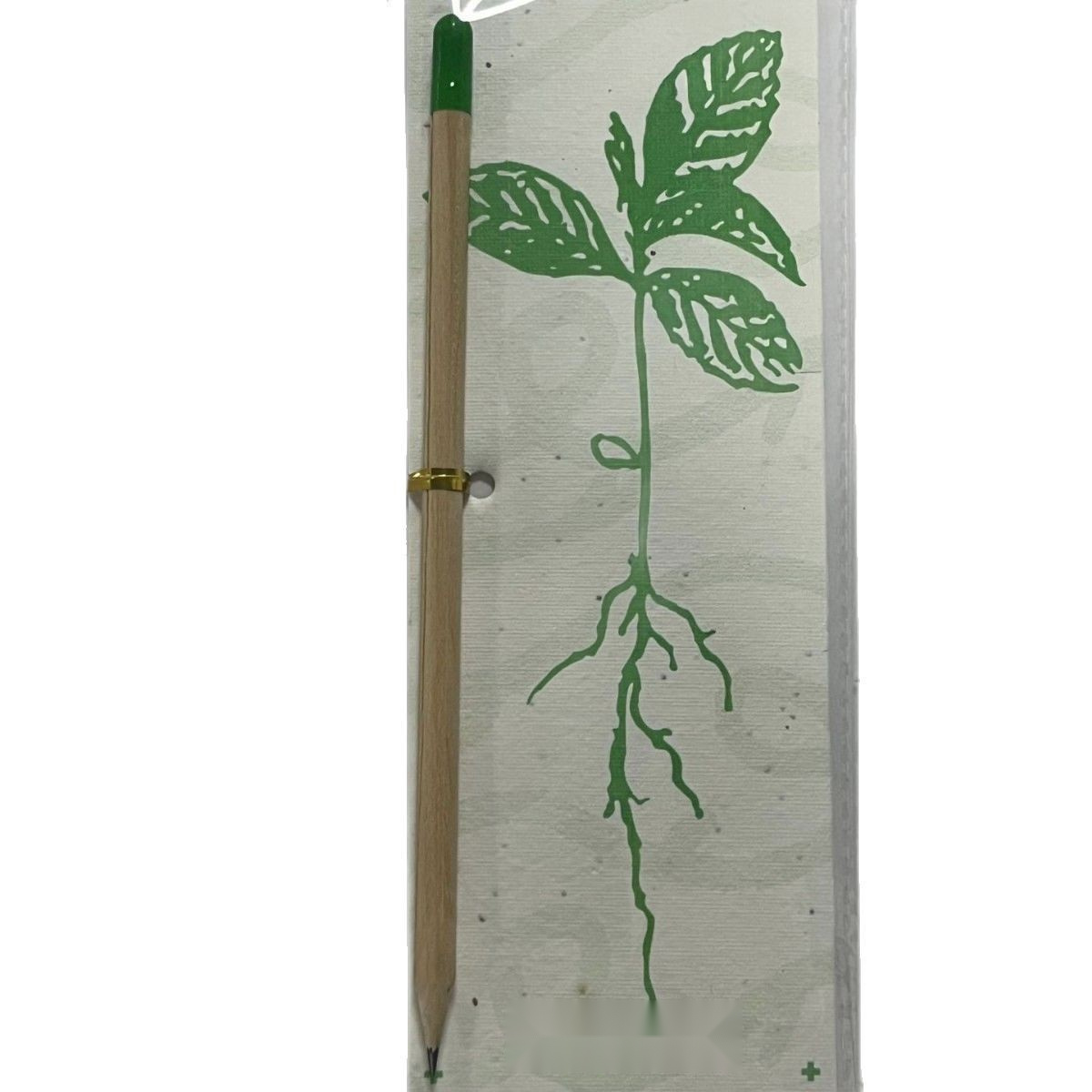 Biodegradable Seed Capsule Plant — main view 5